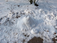 Schneefrosch.jpg